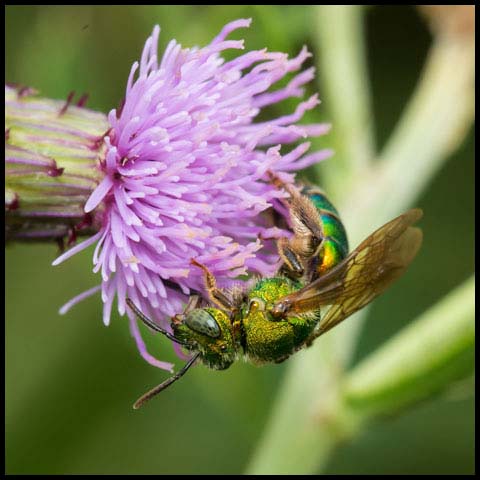 Silky Striped Sweat Bee