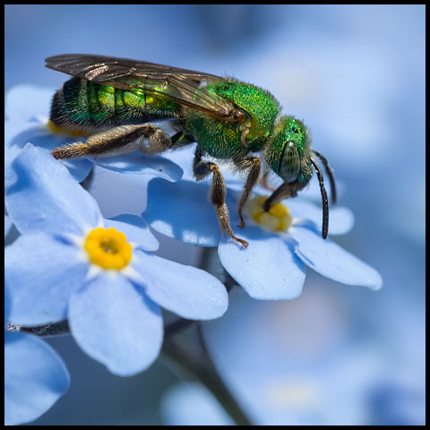 Silky Striped Sweat Bee