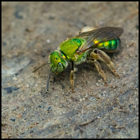 Silky Striped Sweat Bee