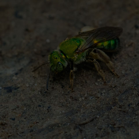 Silky Striped Sweat Bee