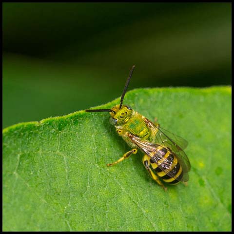 Striped Sweat Bee