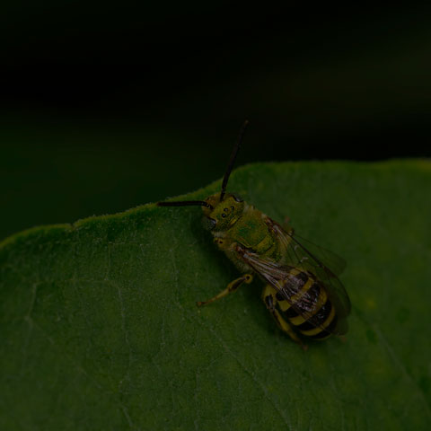 Striped Sweat Bee