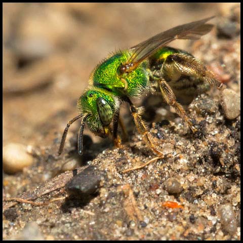 Striped Sweat Bee
