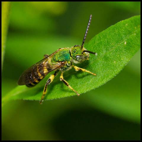 Striped Sweat Bee