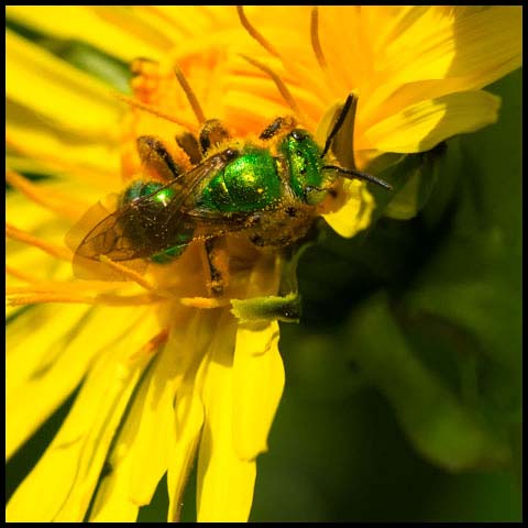Texas ßStriped Sweat Bee