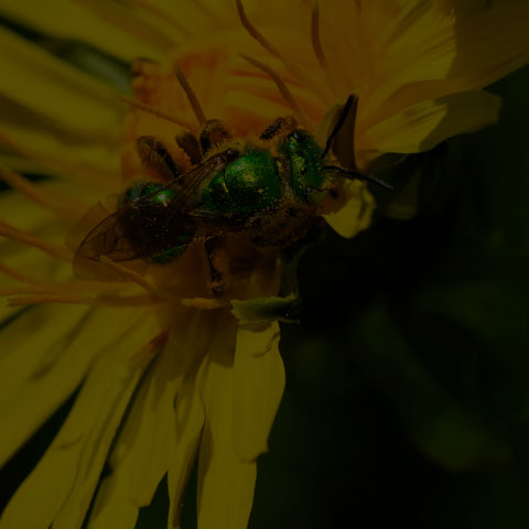 Texas ßStriped Sweat Bee