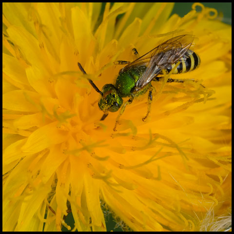 Texas Striped Sweat Bee