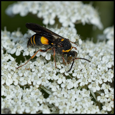 Devious Sand Wasp