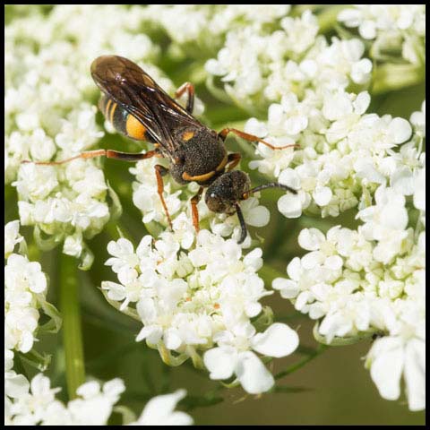Devious Sand Wasp