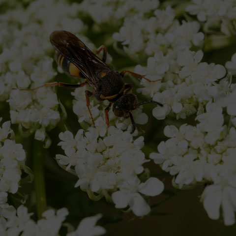 Devious Sand Wasp