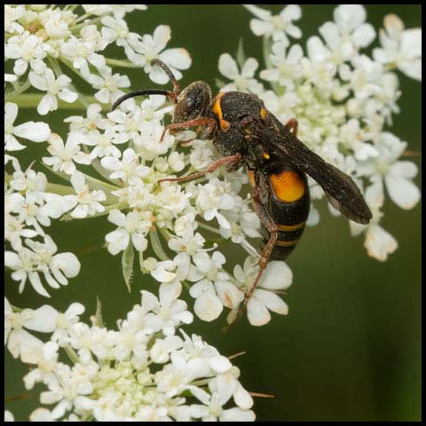 Devious Sand Wasp