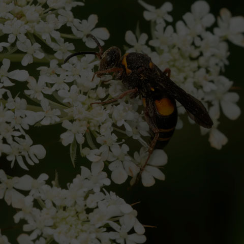 Devious Sand Wasp