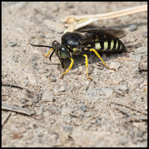 Four-banded Stink Bug Wasp