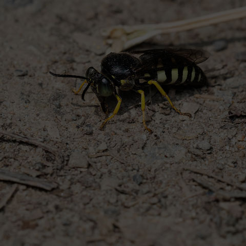 Four-banded Stink Bug Wasp