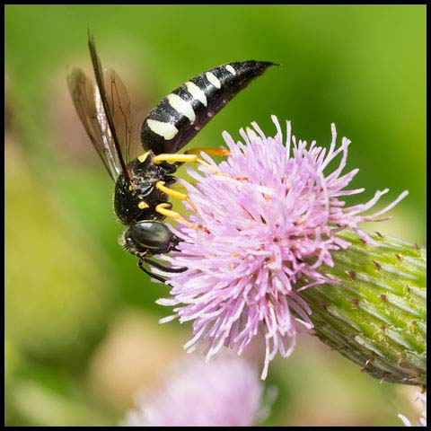 Four-banded Stink Bug Wasp