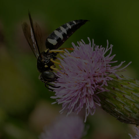 Four-banded Stink Bug Wasp