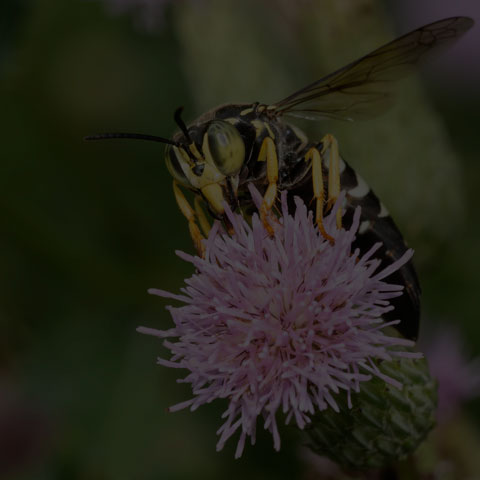 Four-banded Stink Bug Wasp