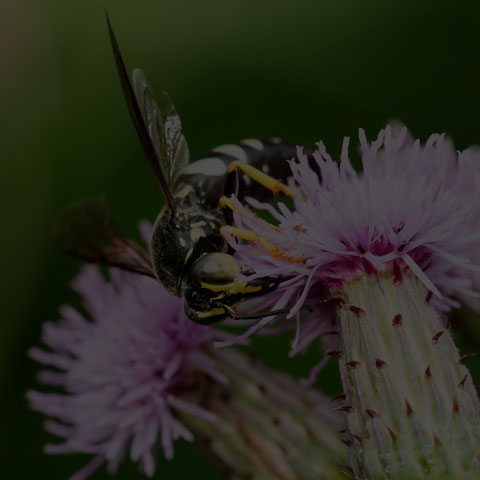 Four-banded Stink Bug Wasp