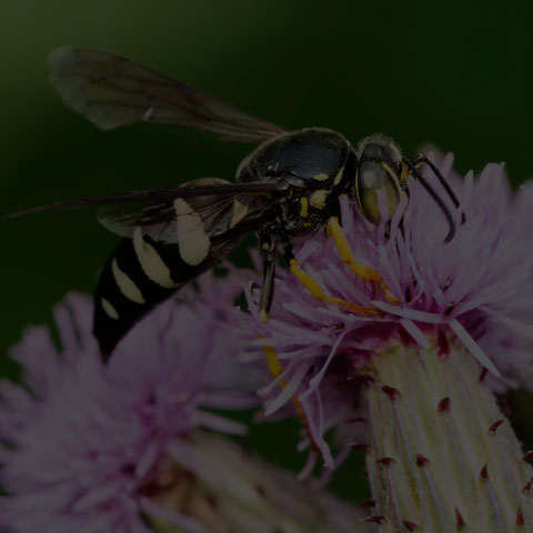 Four-banded Stink Bug Wasp