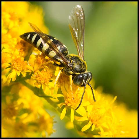 Four-banded Stink Bug Wasp