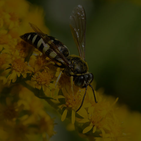 Four-banded Stink Bug Wasp