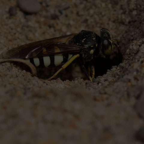 Four-banded Stink Bug Wasp
