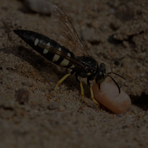 Four-banded Stink Bug Wasp