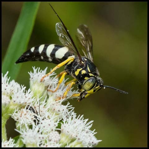 Four-banded Stink Bug Wasp