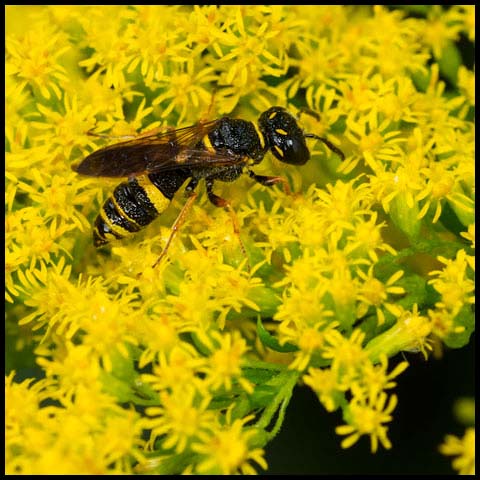 Hump-backed Beewolf