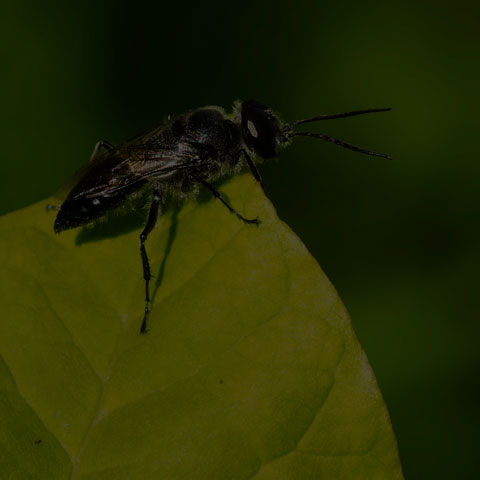 Black Crabronid Wasp