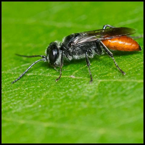 Restless Crabronid Wasp