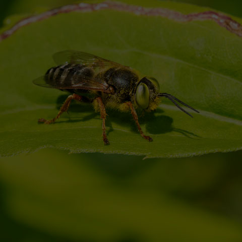 Sand-loving Wasp