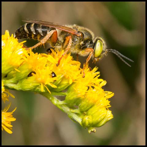 Sand-loving Wasp