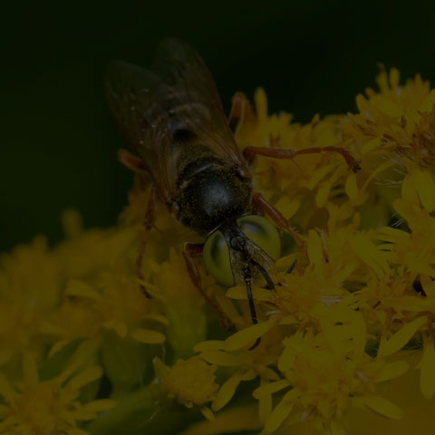 Sand-loving Wasp