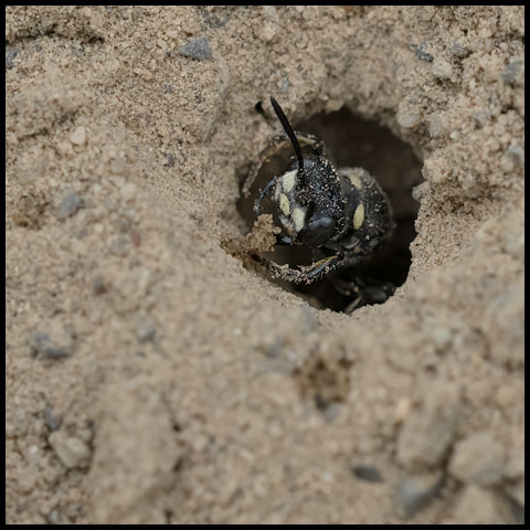 Smoky-winged Beetle Bandit