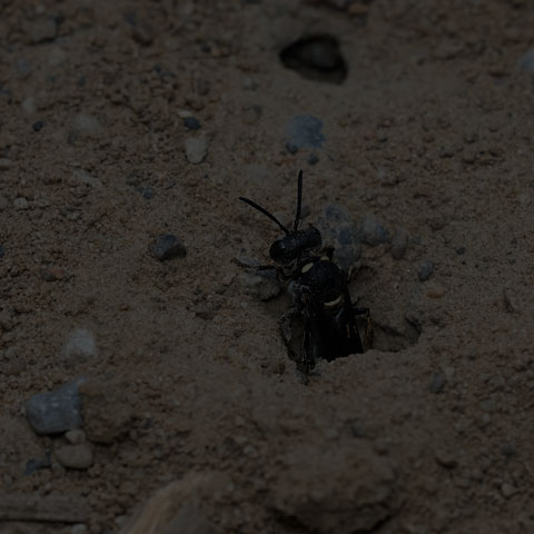 Smoky-winged Beetle Bandit