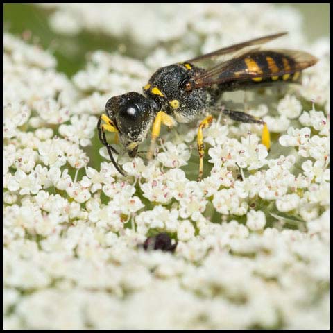 Spotted Square-headed Wasp