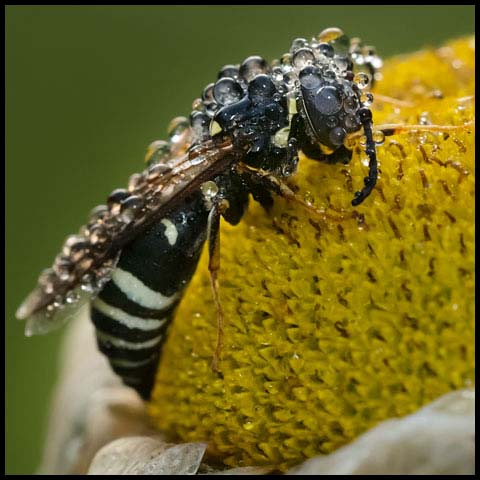 Ventral Sand Wasp