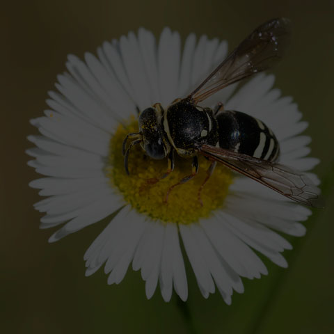 Ventral Sand Wasp