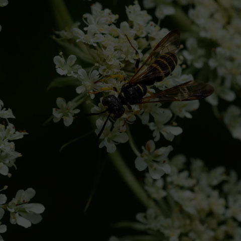 Weevil Wasp
