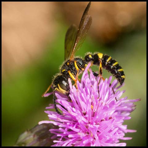 Weevil Wasp