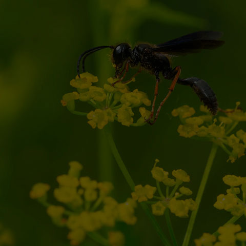 Brown-legged Grass-carrier
