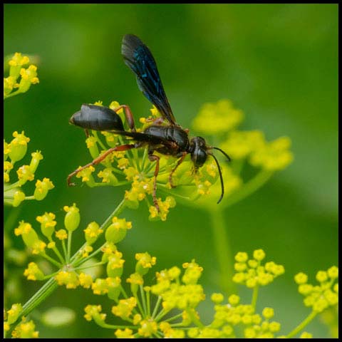 Brown-legged Grass-carrier