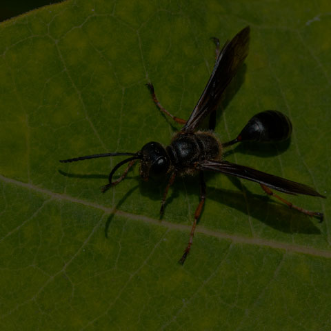 Brown-legged Grass-carrier