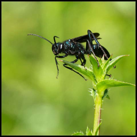 Common Blue Mud-dauber