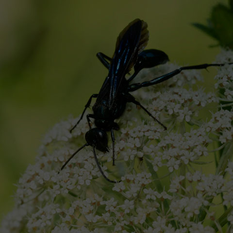Common Blue Mud-dauber