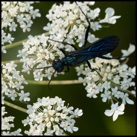 Common Blue Mud-dauber