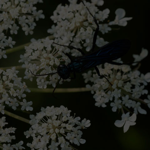 Common Blue Mud-dauber