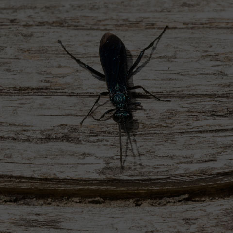 Common Blue Mud-dauber