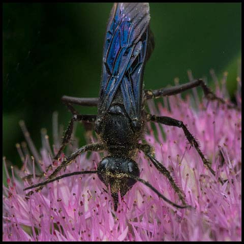 Great Black Digger Wasp